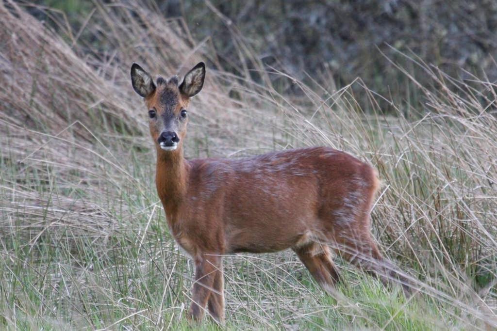Easter Corrie Cottages Ballindalloch Екстериор снимка